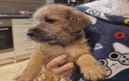 Mixed Breed dogs for sale: Beautiful Patterdale × Jack Chi Puppies - Image 11