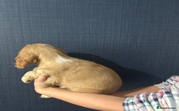 Cocker Spaniel dogs for sale: Gorgeous show type cocker spaniel  - Image 7