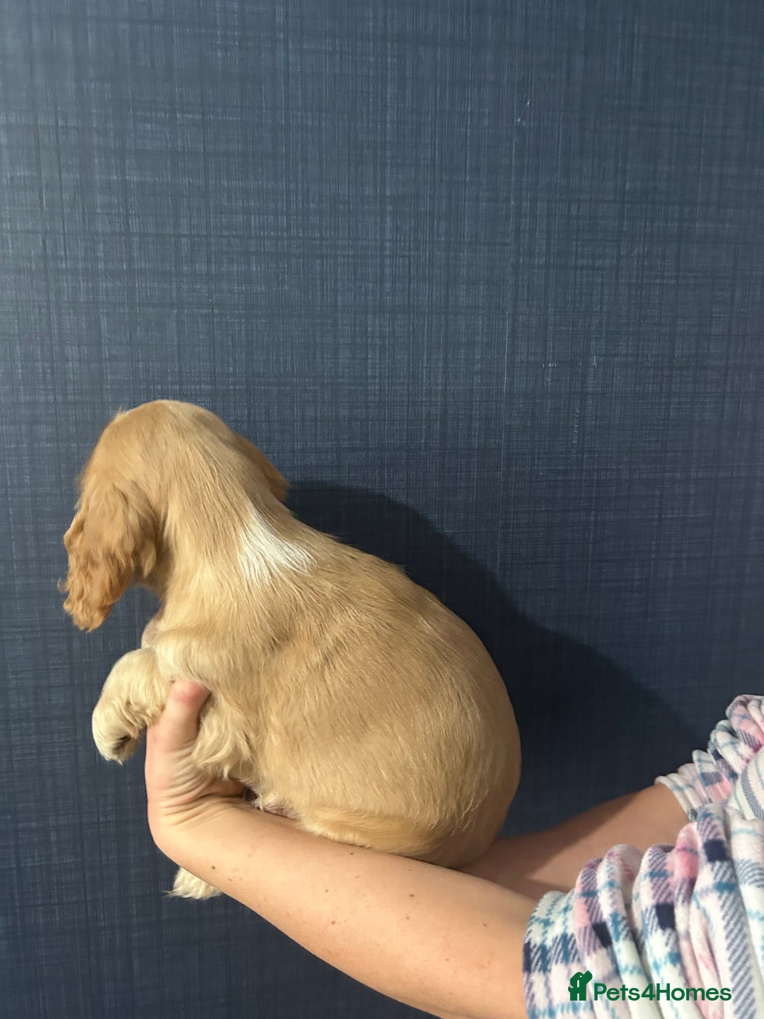 Cocker Spaniel dogs for sale: Gorgeous show type cocker spaniel  - Image 7