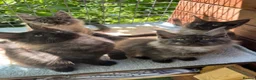 Maine Coon cats for sale: ⭐️Beautiful Maine Coon Kittens⭐️ - Advert 4