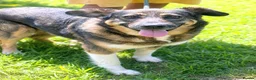 Mixed Breed dogs for adoption: 🐾 JOSY — My Best Friend Leaves 😢… And Me? 💔 - Advert 3