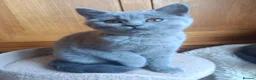 British Shorthair cats for sale: Blue British shorthairs kittens with GCCFpedigree - Advert 7
