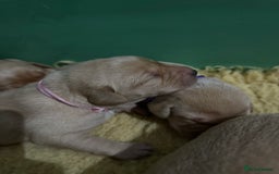 Labrador Retriever dogs for sale: KC Health Tested Fox Red Labrador pups  - Image 8