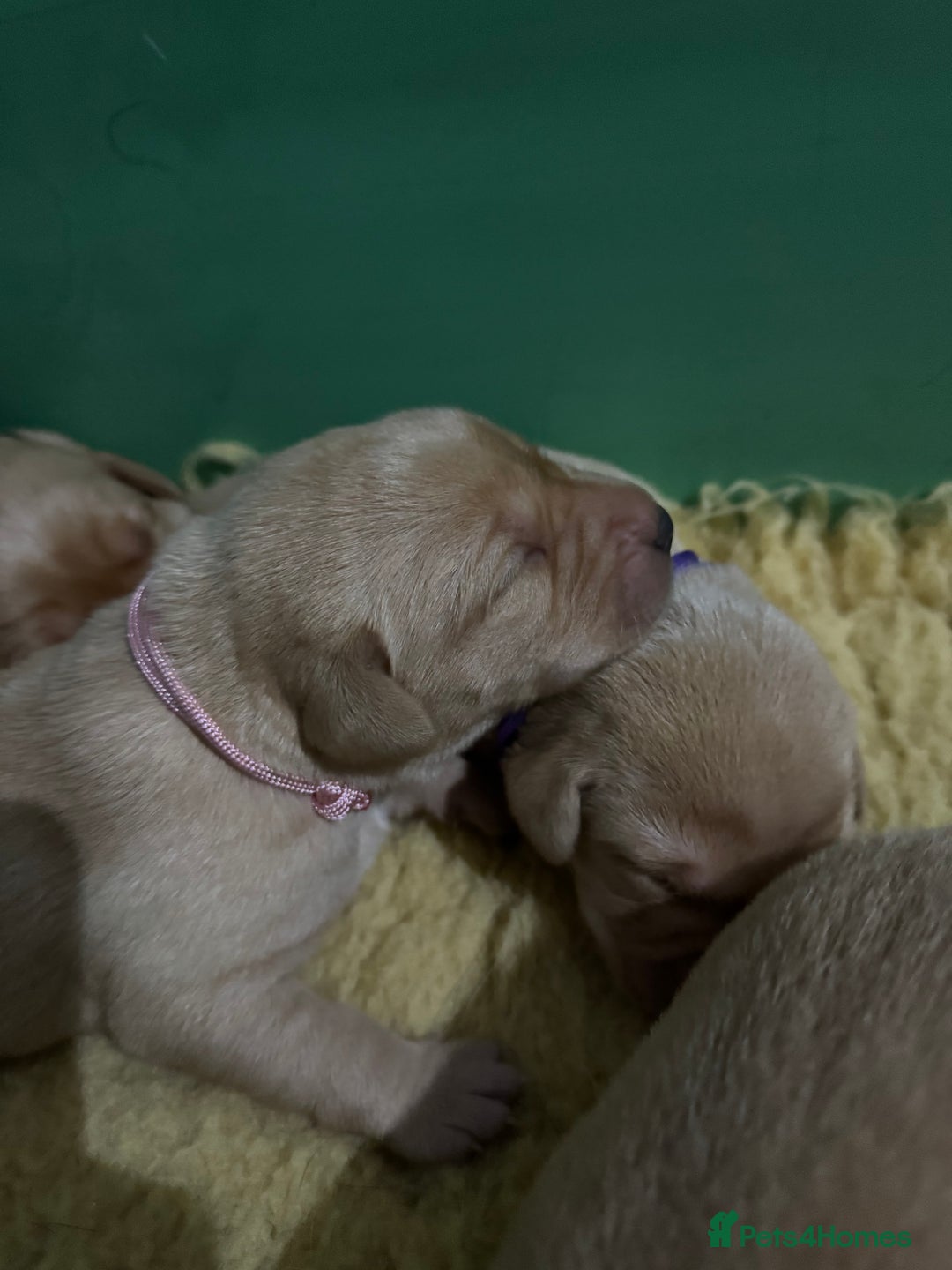 Labrador Retriever dogs for sale: KC Health Tested Fox Red Labrador pups  - Image 8