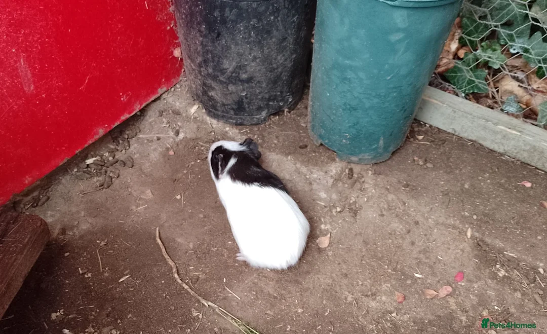 Guinea Pig rodents for sale: Guinea pigs 11 weeks old - Advert 2
