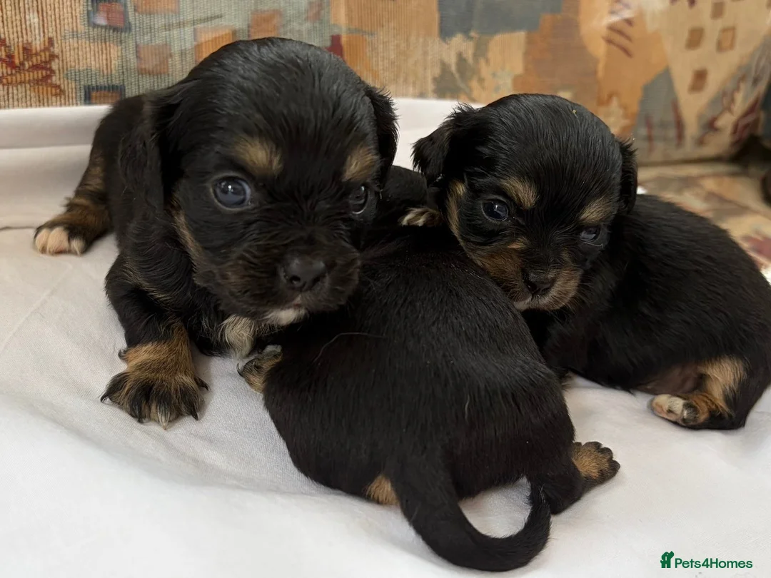 Mixed Breed dogs for sale: Pups for sale  in Wolverhampton - Advert 1