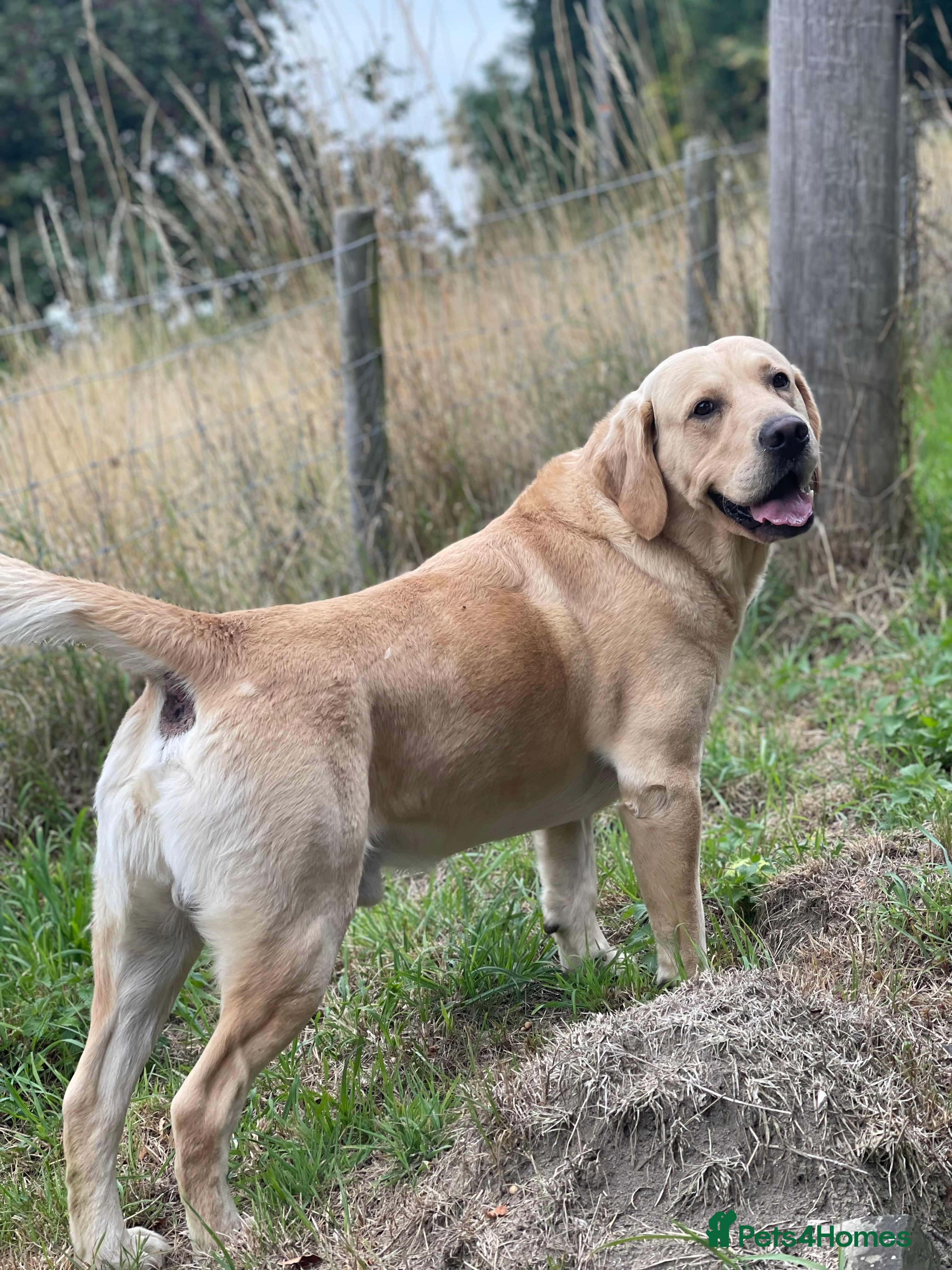 Goldador dogs Stunning Goldador for Stud in Oswestry - Advert 1