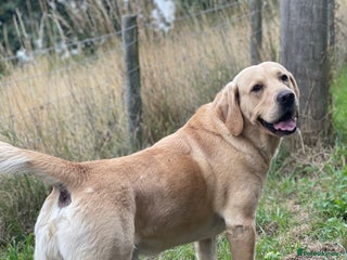 Goldador dogs Stunning Goldador for Stud in Oswestry - Advert 1