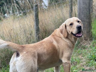 Goldador dogs Stunning Goldador for Stud in Oswestry - Advert 1