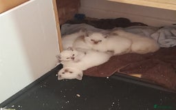 British Shorthair cats for sale: British Shorthair Kittens - Lilac Point - Image 11