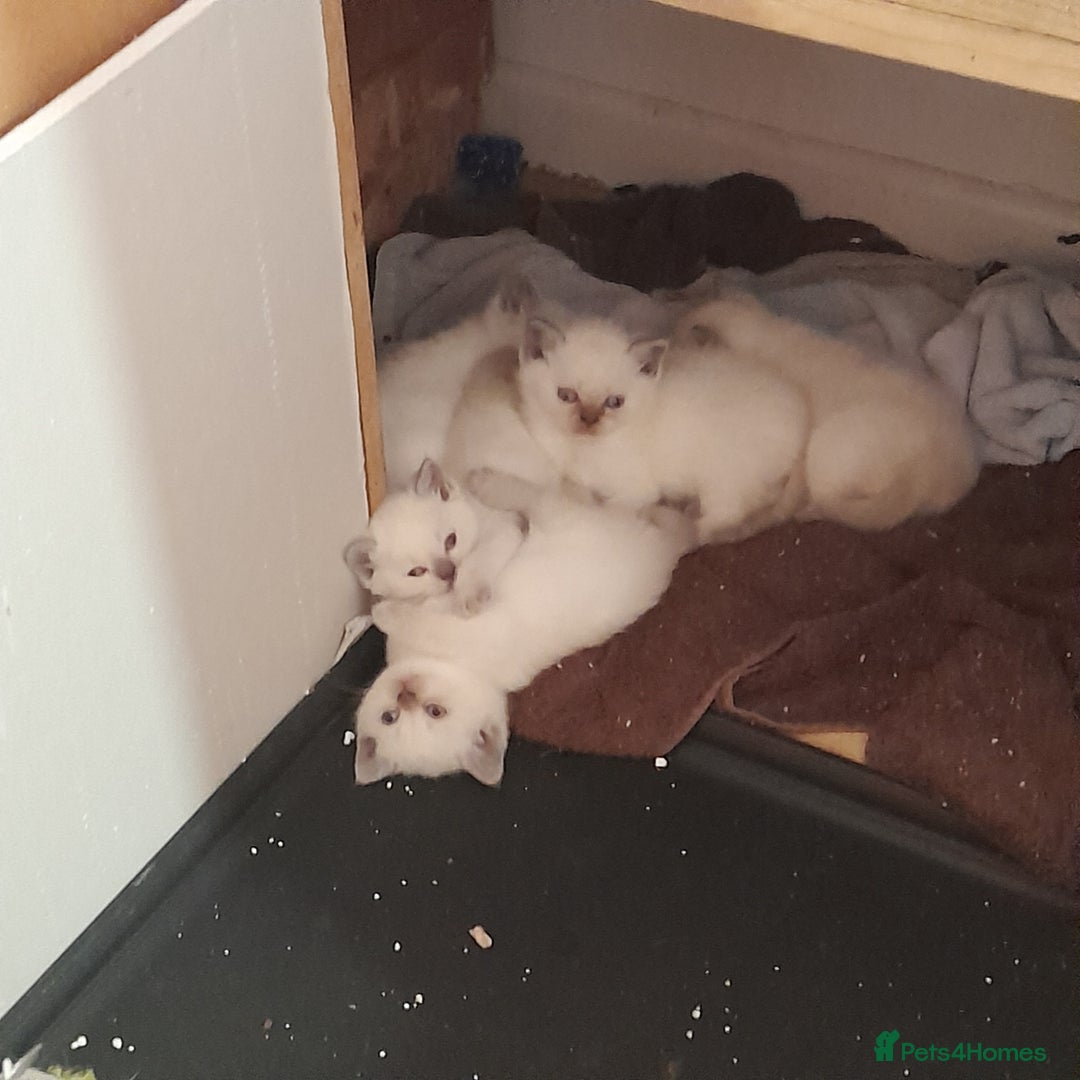 British Shorthair cats for sale: British Shorthair Kittens - Lilac Point - Image 11