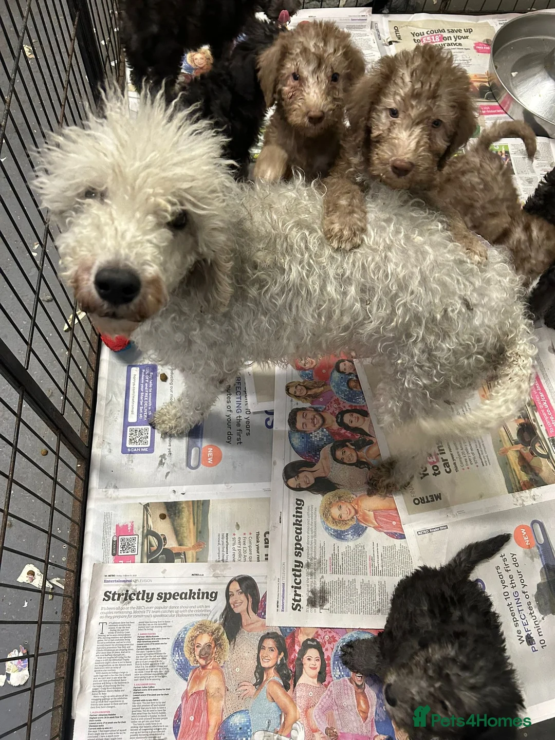 Bedlington Terrier dogs for sale: Top Quality KC Reg. CT Clear Bedlingon Terriers - Advert 12