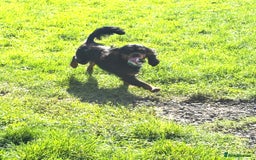 Cavalier King Charles Spaniel dogs for sale: Tricolour girl  - Image 4