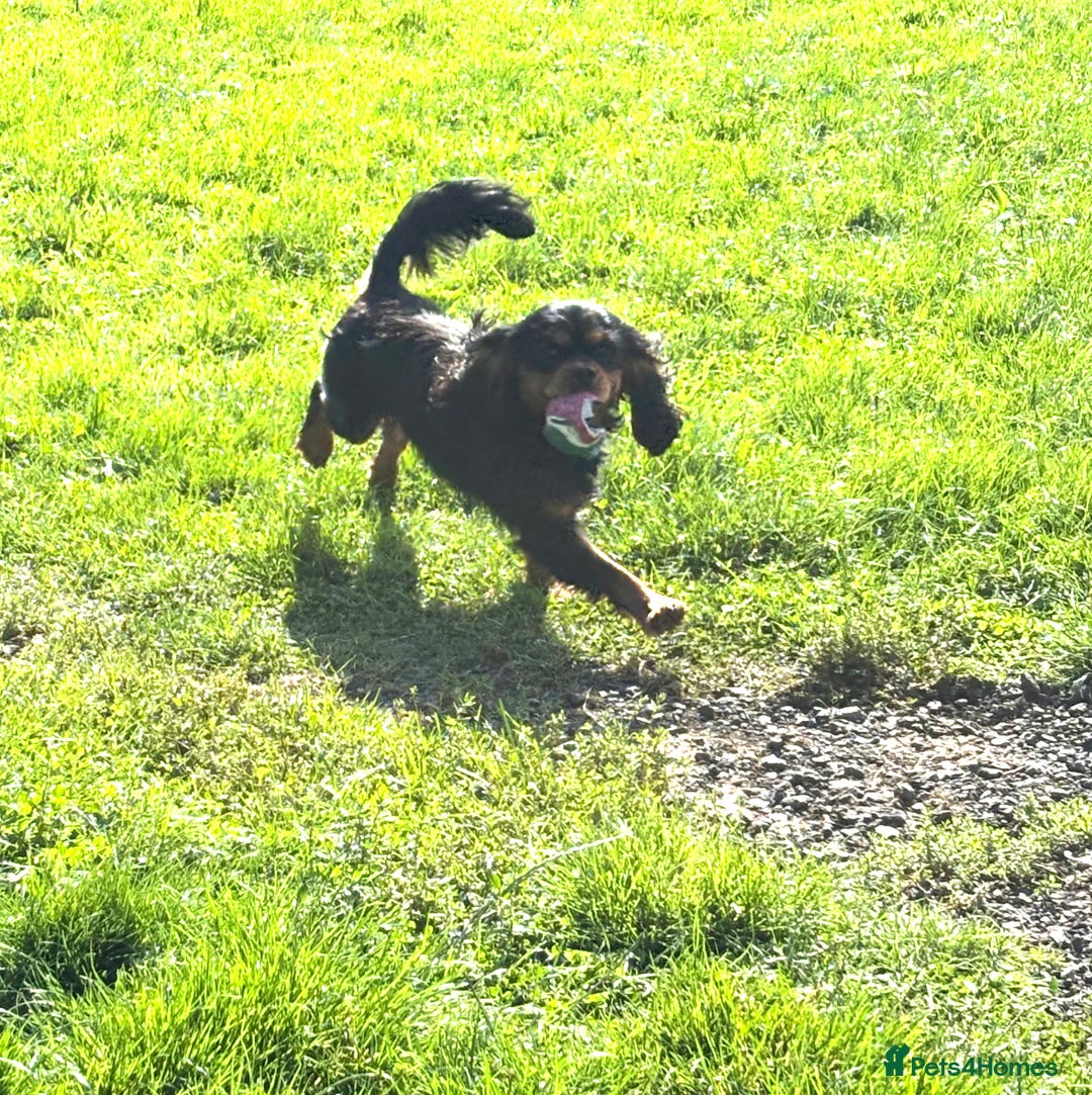 Cavalier King Charles Spaniel dogs for sale: Tricolour girl  - Image 4