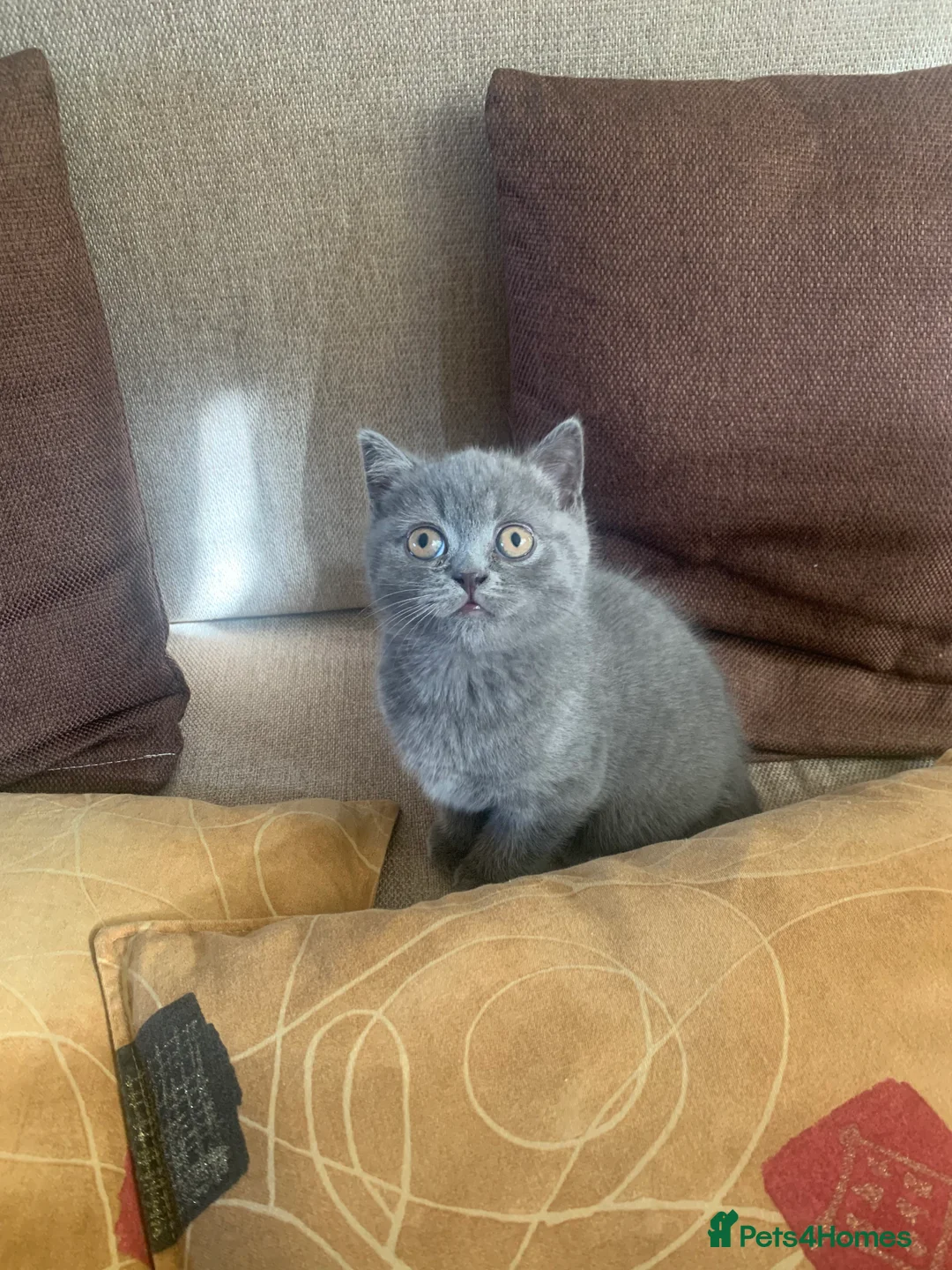British Shorthair cats for sale: British shorthair  in Manchester - Advert 2