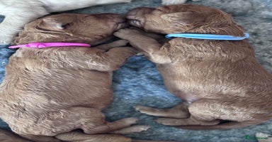 Labradoodle dogs - Advert 1