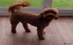Cavapoo dogs for sale: Exquisit F1 Toy Cavapoos - Health tested Parent - Image 14