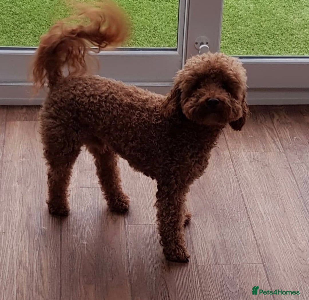 Cavapoo dogs for sale: Exquisit F1 Toy Cavapoos - Health tested Parent - Image 14