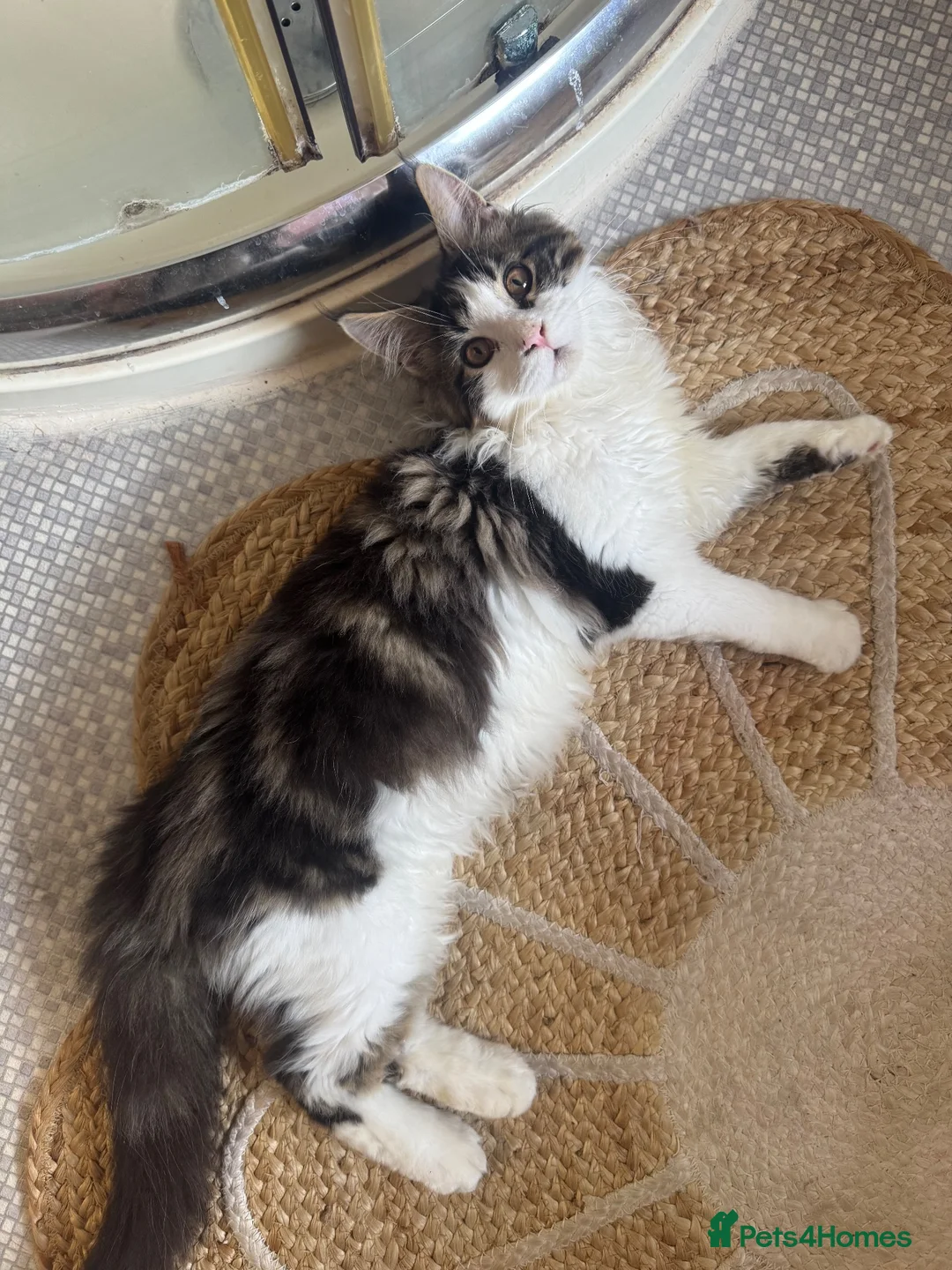 Maine Coon cats for sale: Last boy!!  - Advert 1