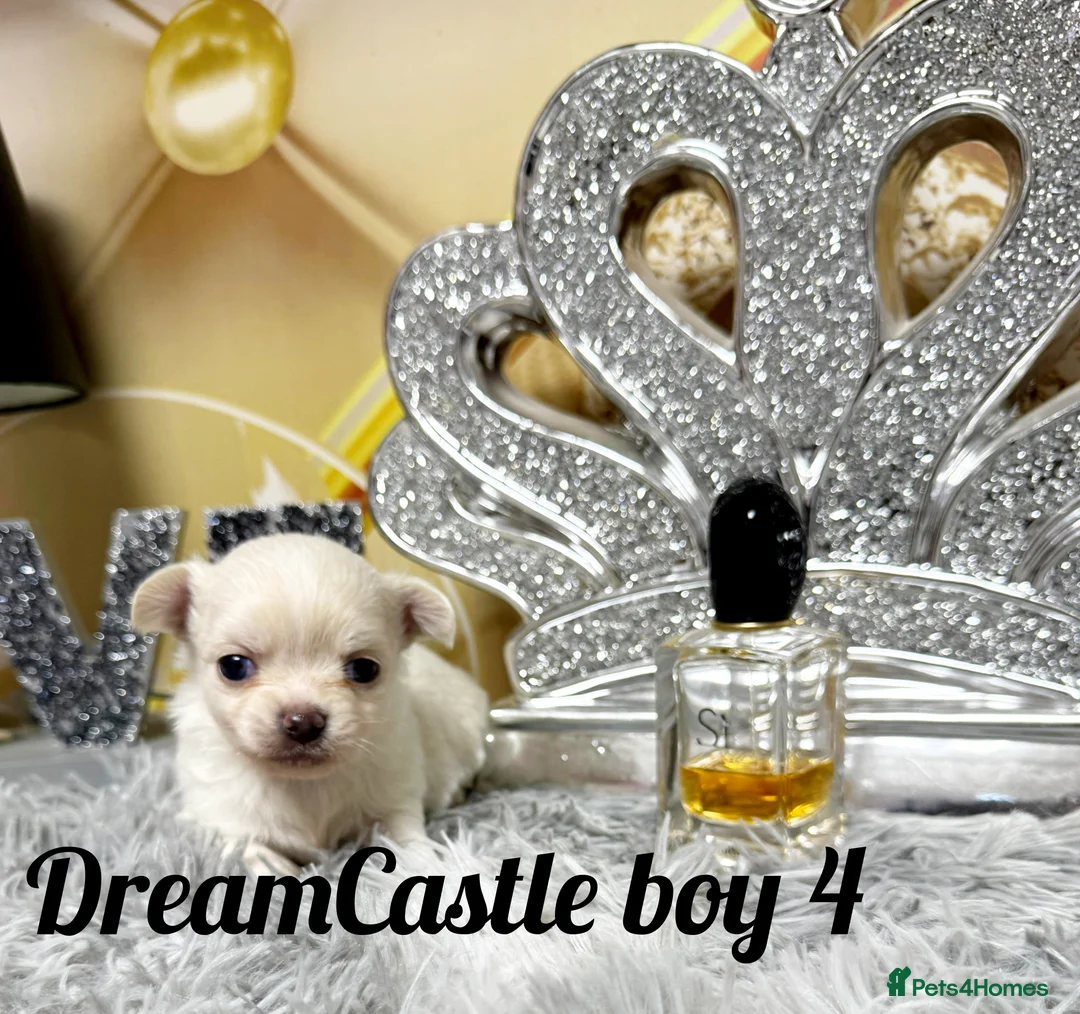 Chihuahua dogs for sale: KC reg Long coat boys available  - Advert 27