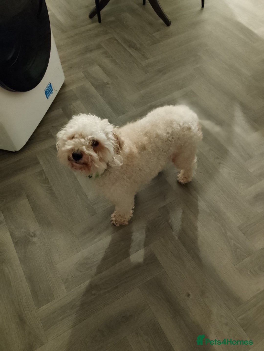 Cavapoo dogs for sale: Adorable Cavapoo - Advert 1