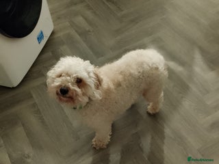 Cavapoo dogs Adorable Cavapoo - Advert 1