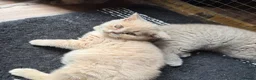 British Shorthair cats for sale: Gccf registered cream BSH boy with blue eyes - Advert 5