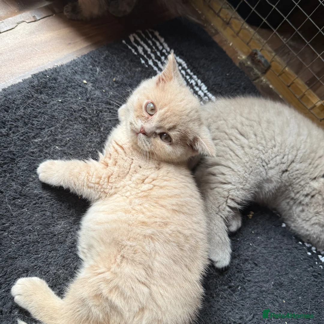British Shorthair cats for sale: Gccf registered cream BSH boy with blue eyes - Advert 5