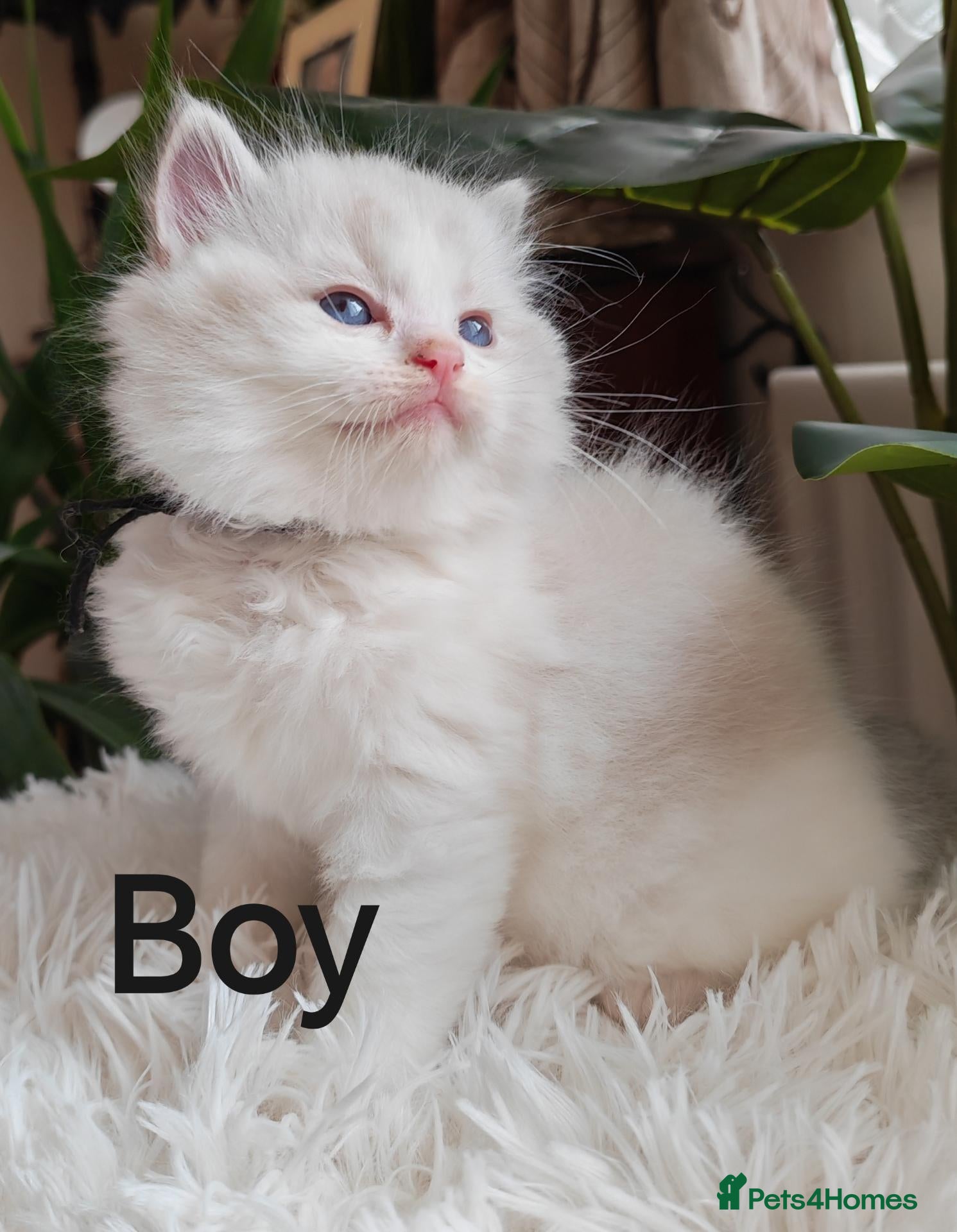 Ragdoll cats PUREBRED RAGDOLL KITTENS GCCF REGISTERED  - Advert 5