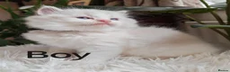 Ragdoll cats for sale: PUREBRED RAGDOLL KITTENS GCCF REGISTERED  - Advert 1
