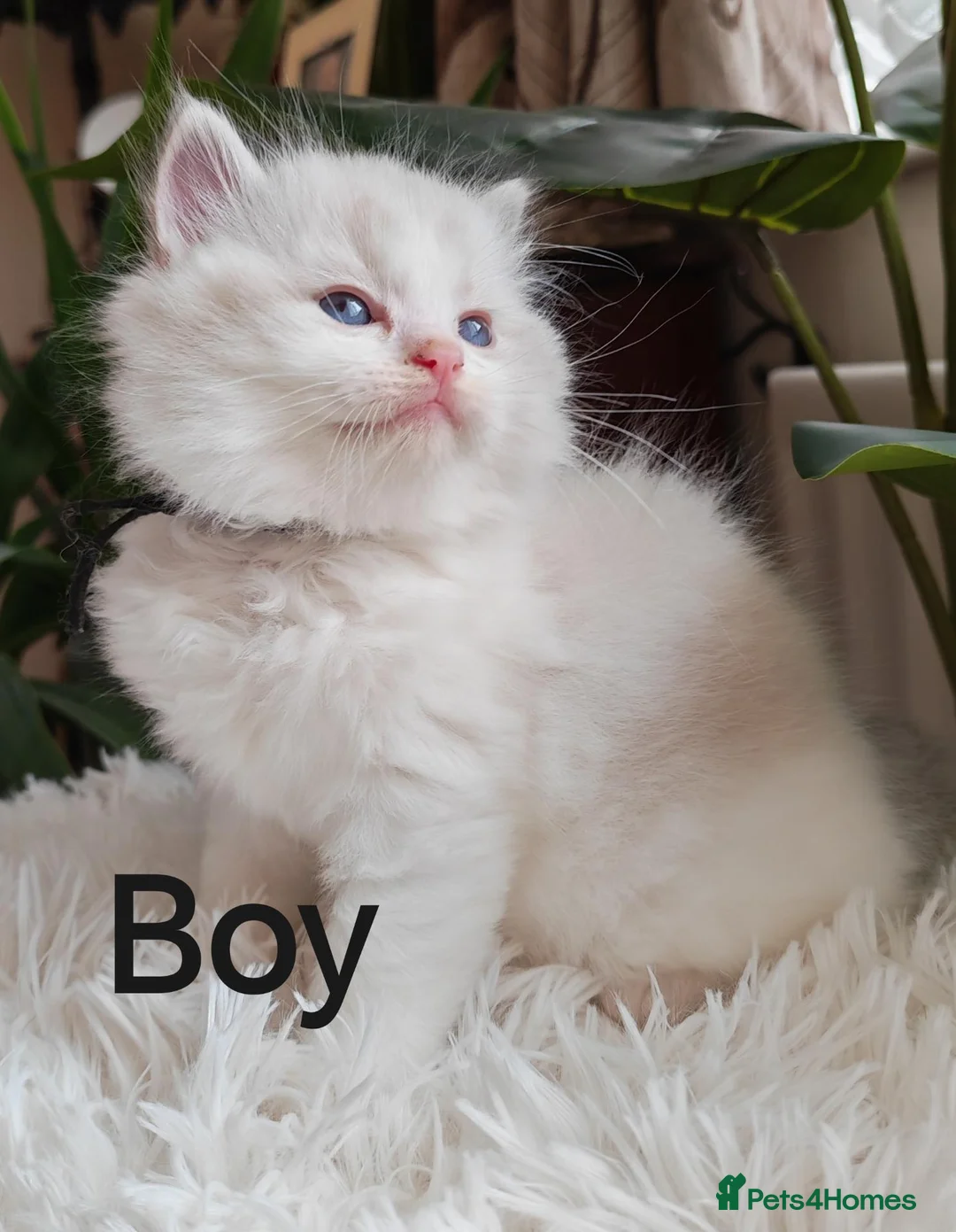 Ragdoll cats for sale: PUREBRED RAGDOLL KITTENS GCCF REGISTERED  - Advert 1
