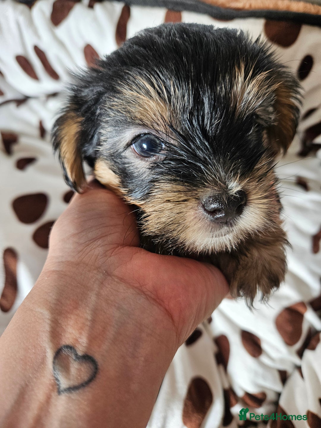 Yorkshire Terrier dogs for sale: DNA TESTED Father - Yorkshire Terrier puppies  - Image 9