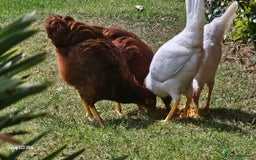 Hens poultry for sale:  FREE chickens 2 Rhode island Reds & 2 Leghorns - Image 17