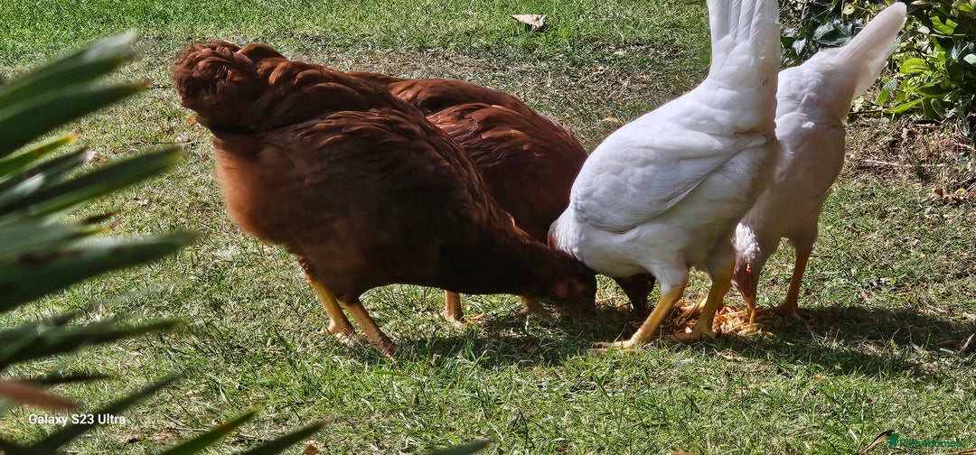 Hens poultry for sale:  FREE chickens 2 Rhode island Reds & 2 Leghorns - Image 17