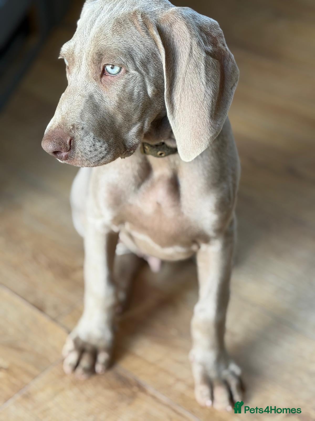 Weimaraner dogs 🐾Ready Now KC REG SILVER WEIMARANER PUPPIES 🐾 - Advert 15