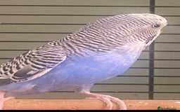 Budgerigars birds for sale: Willow. Male budgie. With cage. 3 years old.  - Image 10
