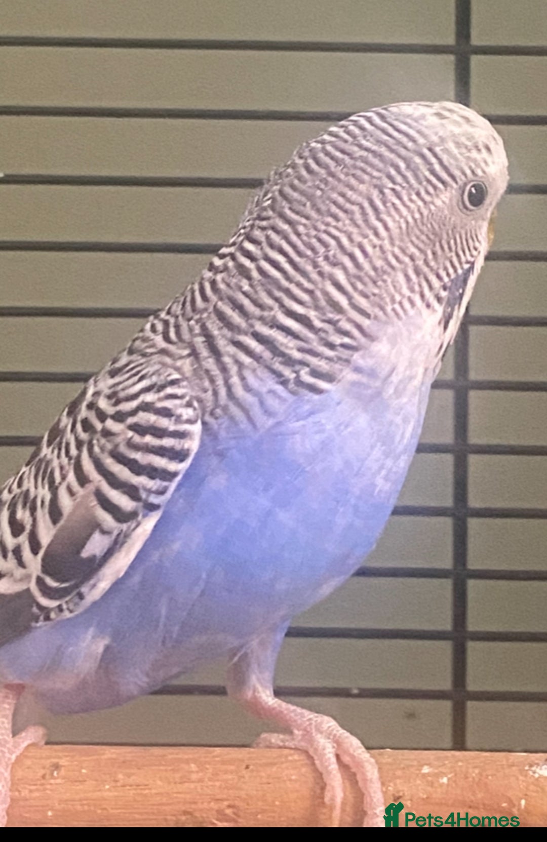 Budgerigars birds for sale: Willow. Male budgie. With cage. 3 years old.  - Image 10
