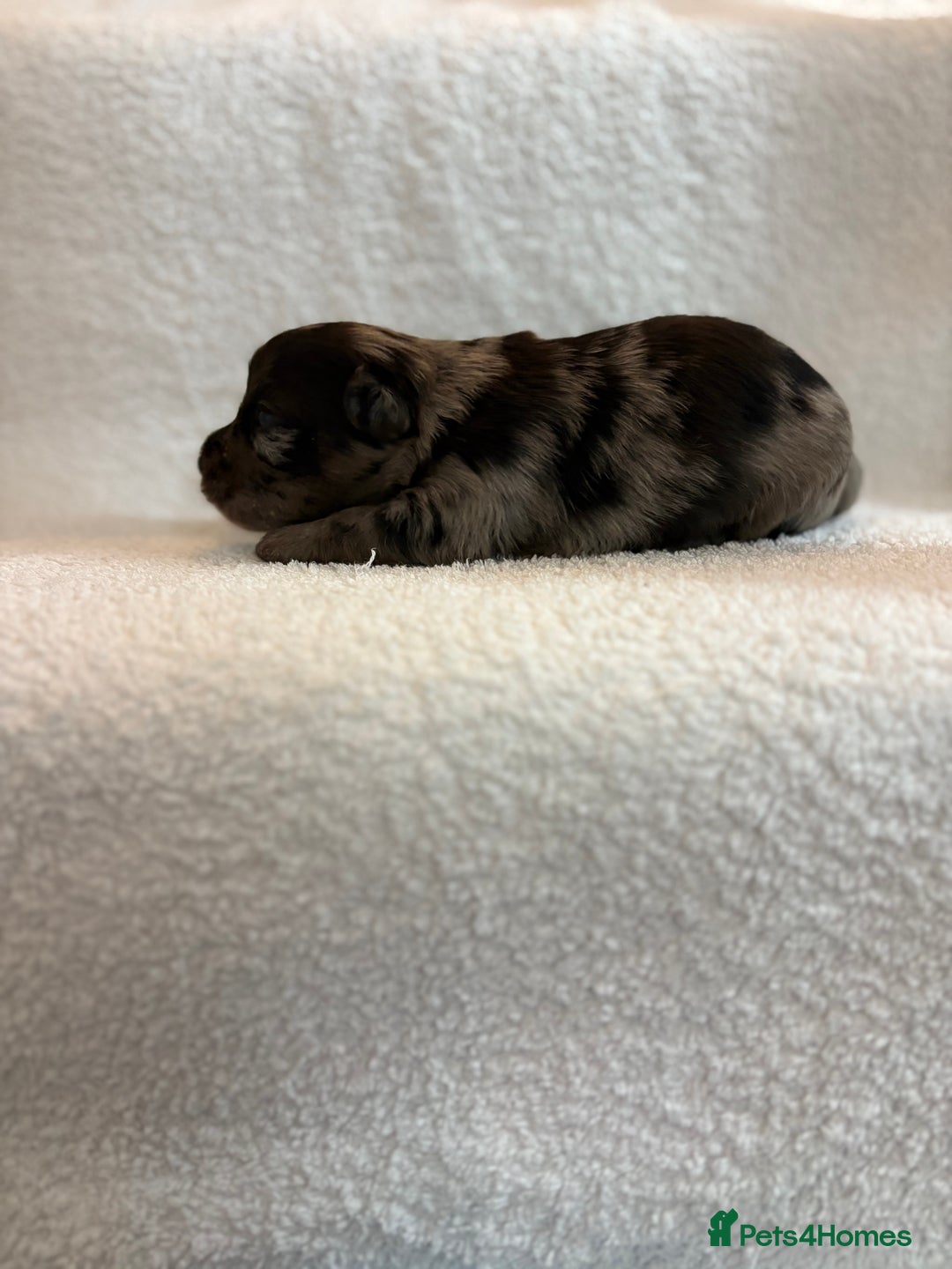 Yorkshire Terrier dogs for sale: Yorkshire terrier, terrier cross puppies - Advert 15