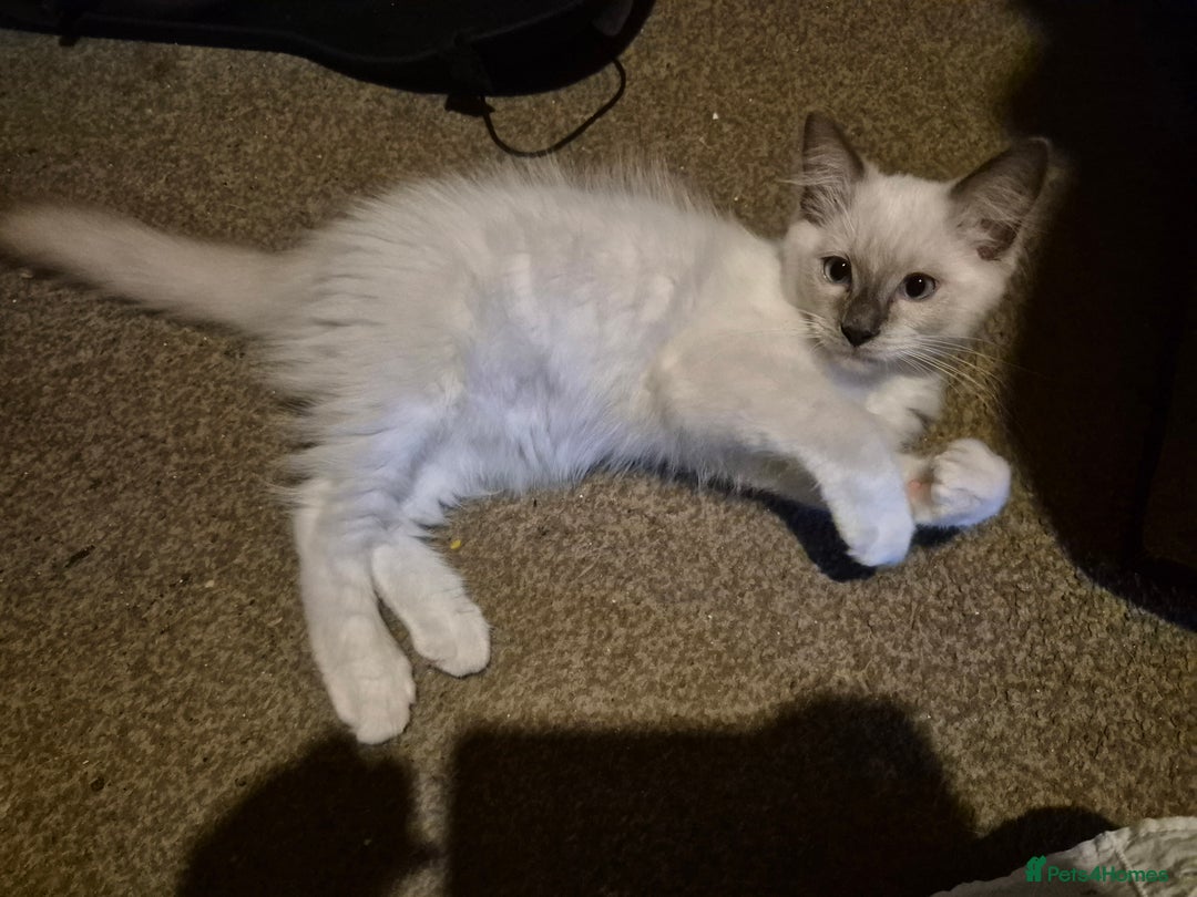 Ragdoll cats for sale: 4 energetic ragdoll fluffballs  - Image 10