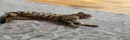 Bengal cats for sale: Male and female Bengal  - Advert 4