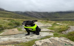 Mixed Breed dogs for sale: Piglet - Image 3