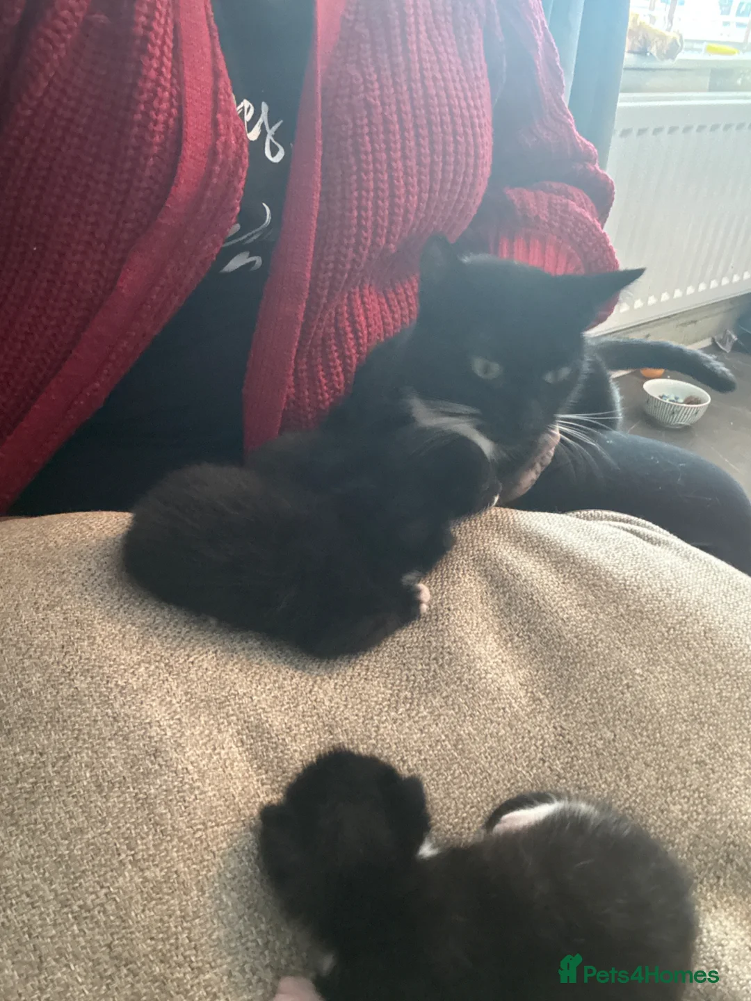 British Shorthair cats for sale: Two beautiful kittens - Advert 2