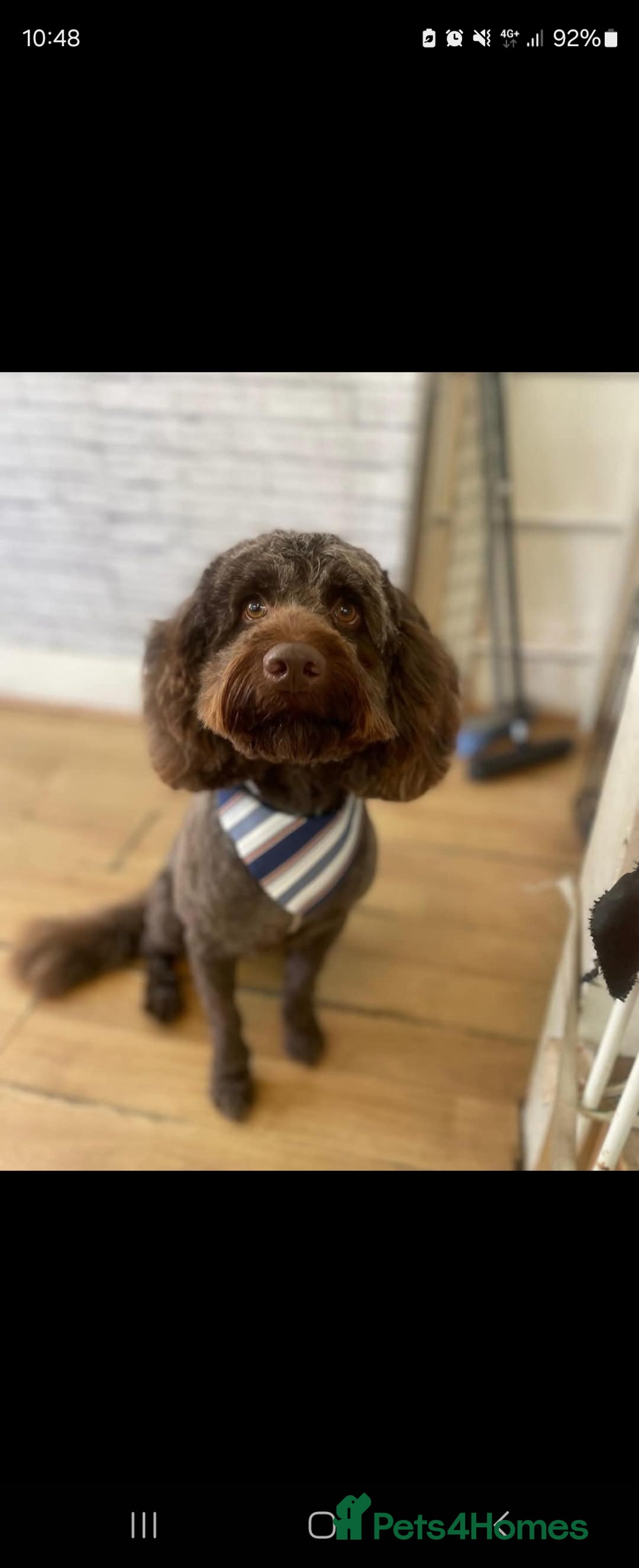 Cockapoo dogs for sale: Cockerpoo Fully Trained - Image 1