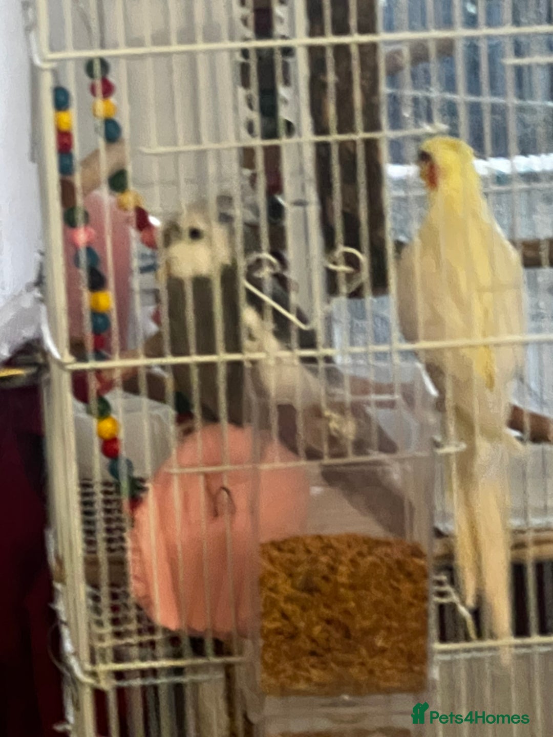 Cockatiels birds for sale: Cockatiel White Face Grey Male - Advert 9