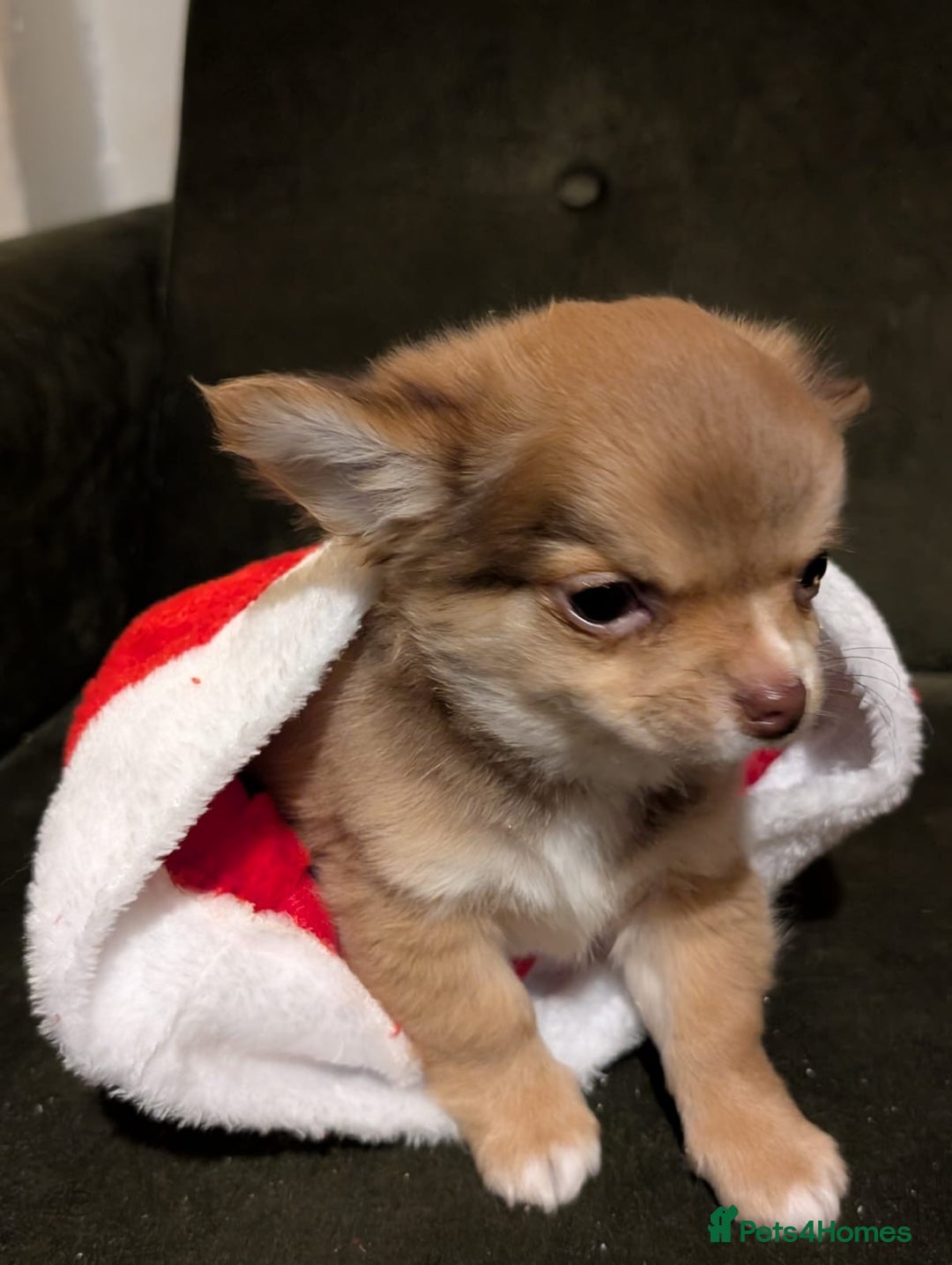 Chihuahua dogs for sale: ONLY 3 BOYS LEFT! pedigree chihuahua puppies - Advert 13