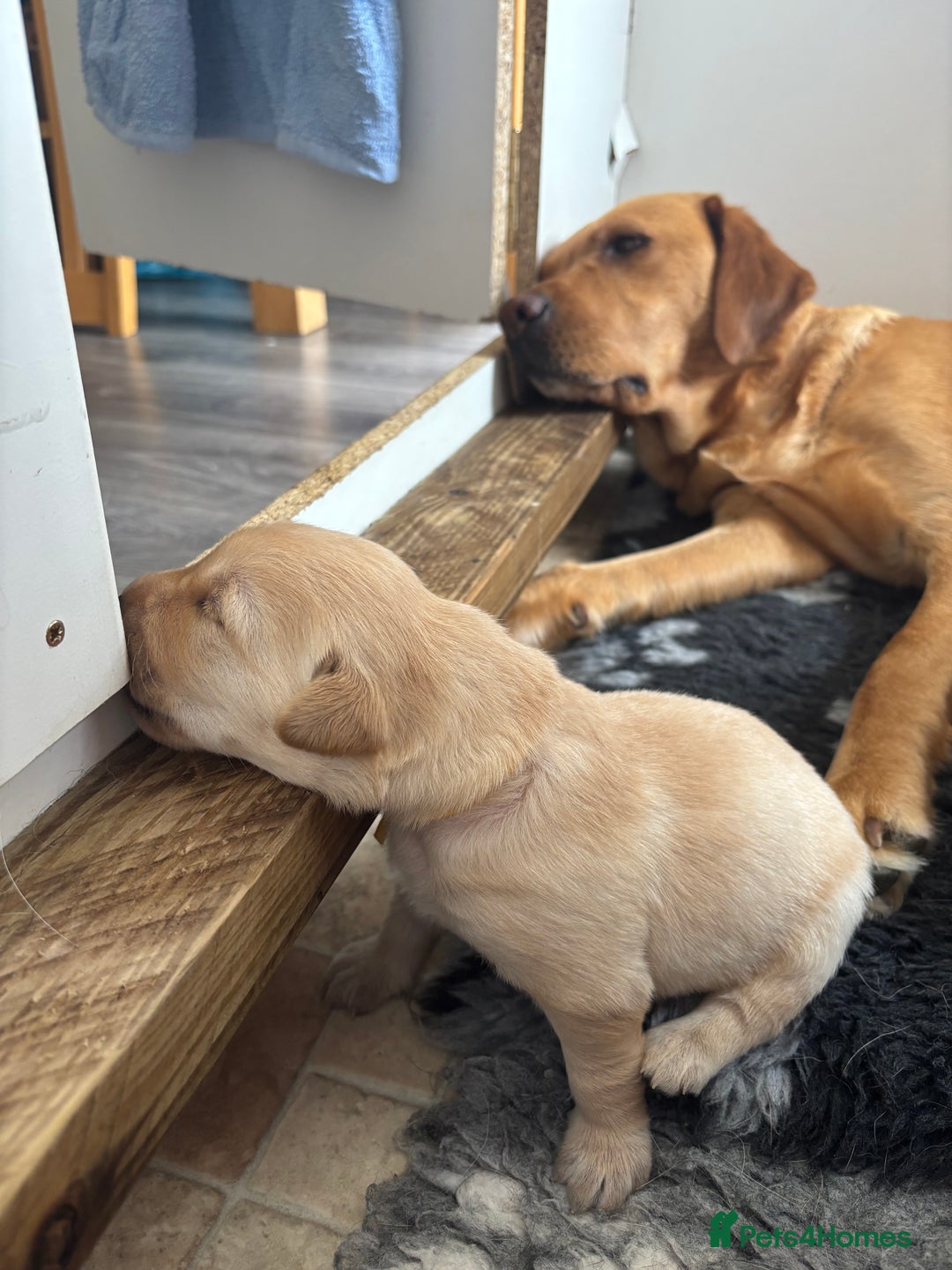 Labrador Retriever dogs for sale: Labrador Pups - Image 2