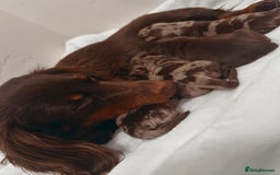 Miniature Dachshund dogs for sale: Miniature Purebred Dachshund Puppies - Image 20