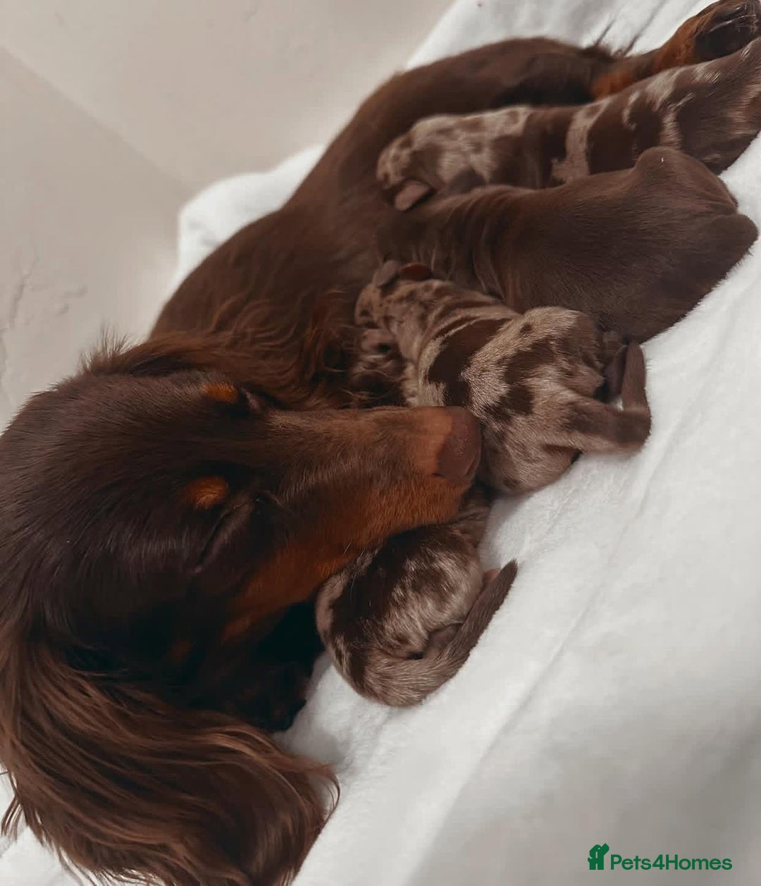Miniature Dachshund dogs for sale: Miniature Purebred Dachshund Puppies - Image 20