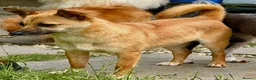 Miniature Pinscher dogs for adoption: Frankie – Female Miniature Pinscher - Advert 6
