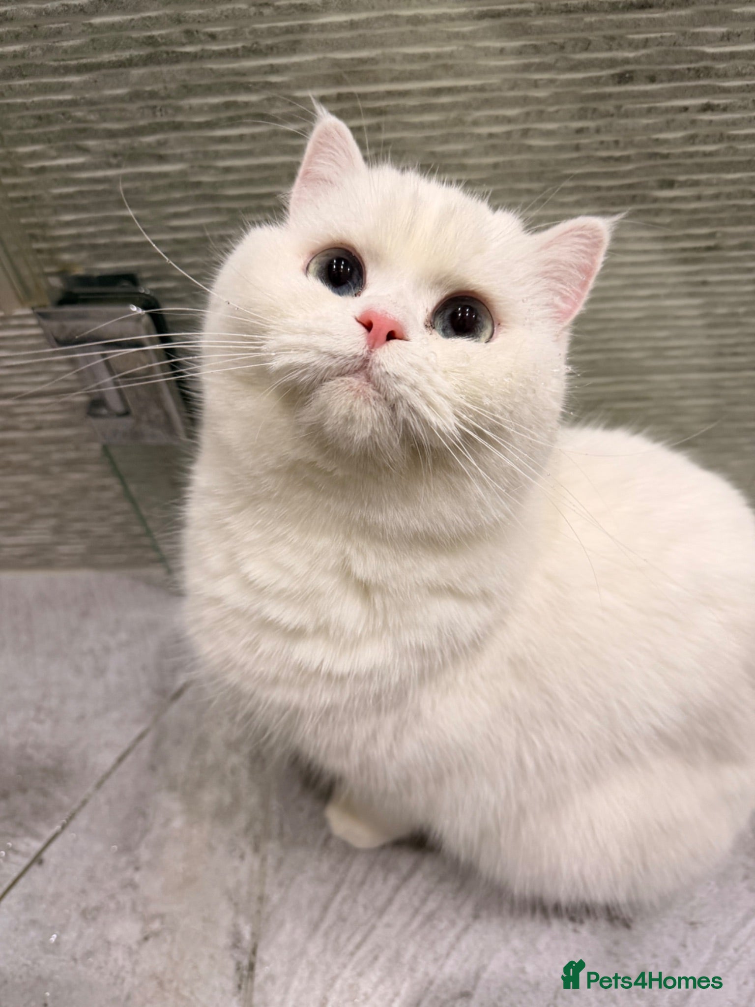 British Shorthair cats Luna is ready for a new home - Advert 1